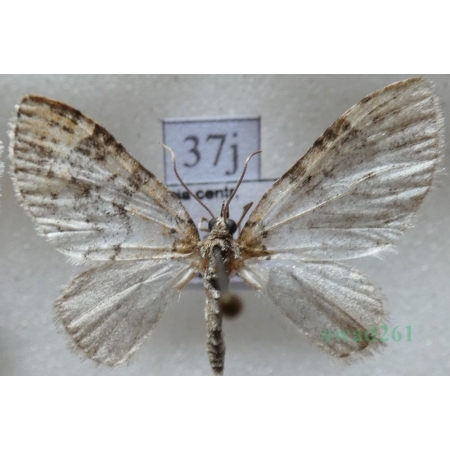Acasis viretata (Hübner, 1799) Płatynka zielonka Czech37j